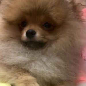 Yaromir Pomeranian Yaromir Pomeranian