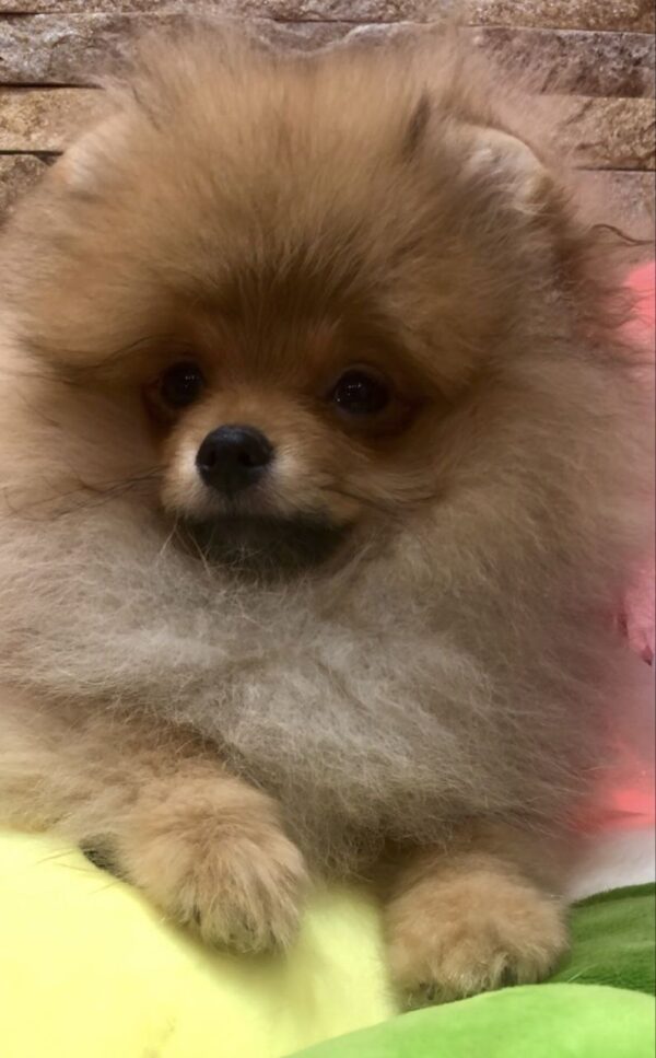 Yaromir Pomeranian Yaromir Pomeranian