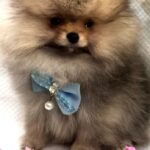 Yavolod-male-Pomeranian puppy-for-sale-1