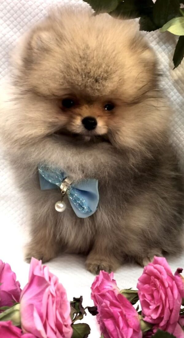 Yavolod Pomeranian Yavolod Pomeranian