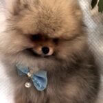Yavolod-male-Pomeranian puppy-for-sale-2