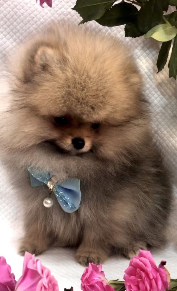 Yavolod Pomeranian Yavolod Pomeranian