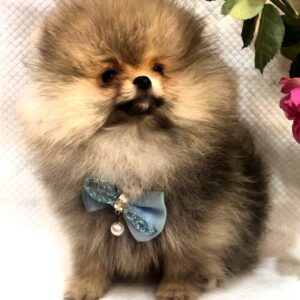 Yavolod Pomeranian Yavolod Pomeranian