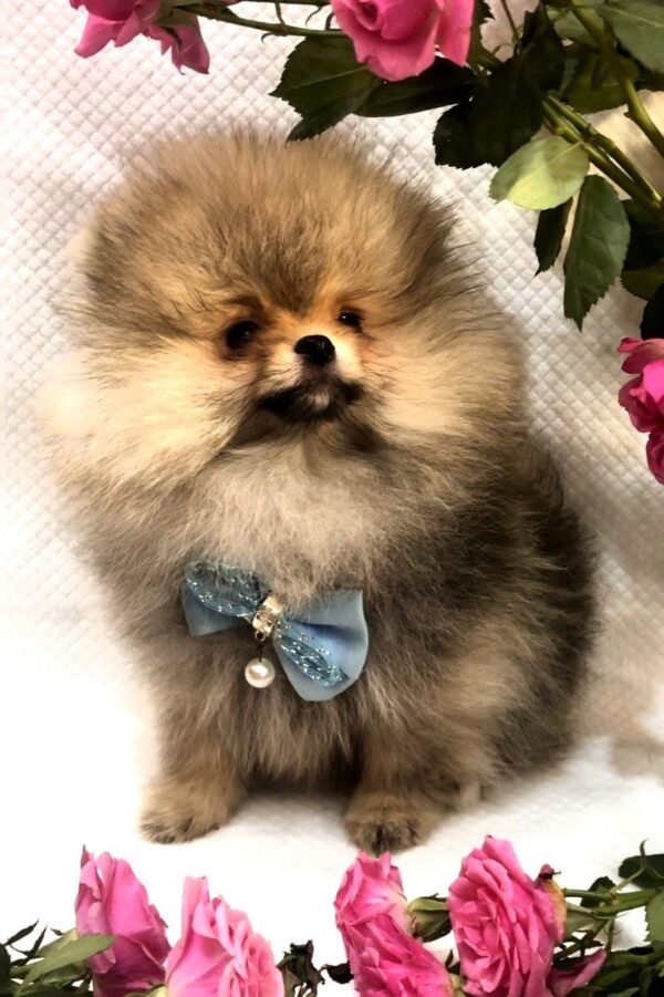Yavolod Pomeranian Yavolod Pomeranian
