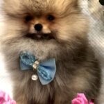 Yavolod-male-Pomeranian puppy-for-sale-4