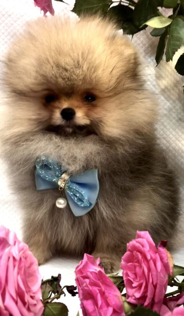 Yavolod Pomeranian Yavolod Pomeranian