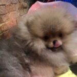 Yavolod-male-Pomeranian puppy-for-sale-5