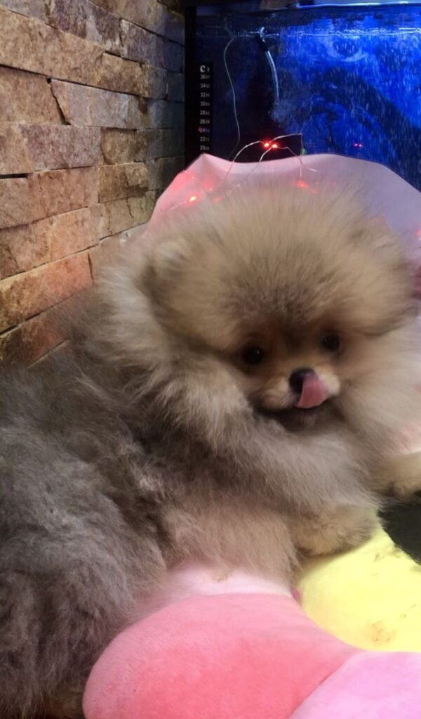 Yavolod Pomeranian Yavolod Pomeranian