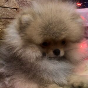 Yavolod Pomeranian Yavolod Pomeranian