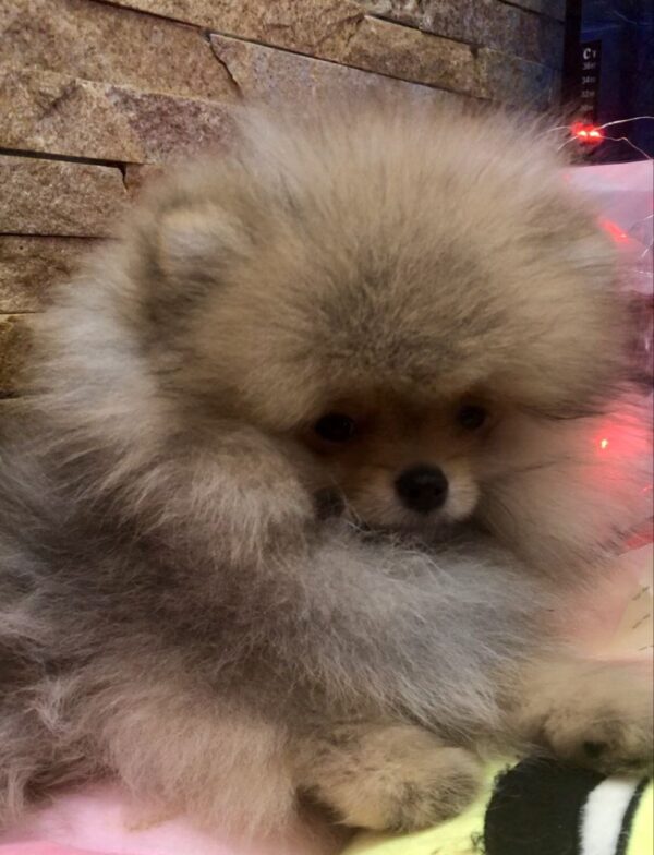 Yavolod Pomeranian Yavolod Pomeranian