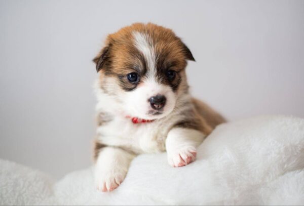 Zafira Welsh Corgi Zafira Welsh Corgi