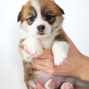 Zafira Welsh Corgi Zafira Welsh Corgi