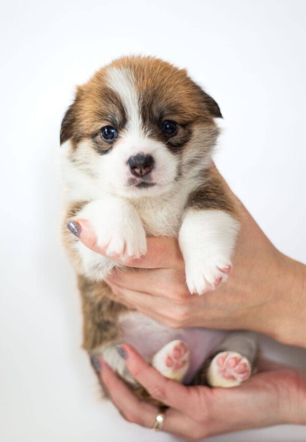 Zafira Welsh Corgi Zafira Welsh Corgi