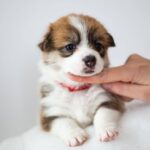 Zafira-female-Corgi-puppy-for-sale-3