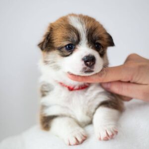 Zafira Welsh Corgi Zafira Welsh Corgi