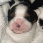 Zain-Zeyn-male-Cavalier-King-Charles-Spaniel-puppy-for-sale-1 (1)