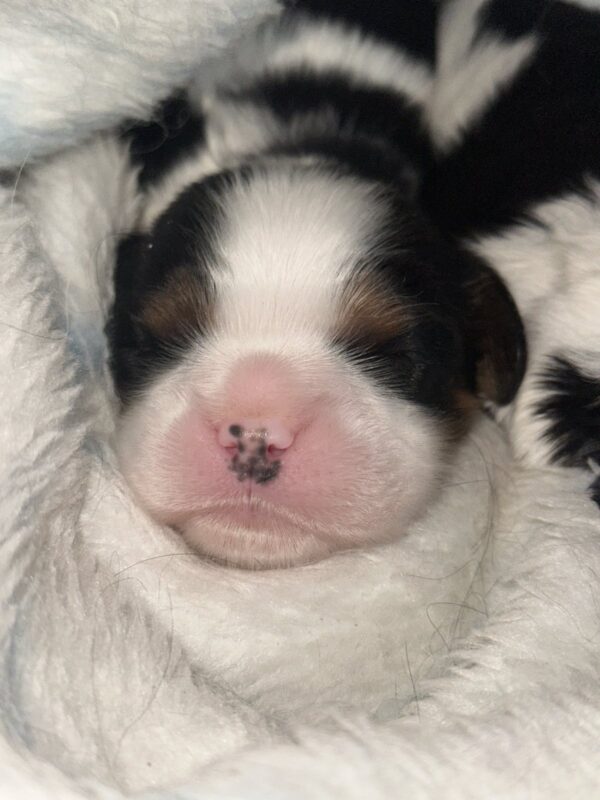 Zain and Zeyn Cavalier King Charles Spaniel Zain and Zeyn Cavalier King Charles Spaniel