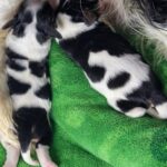 Zain-Zeyn-male-Cavalier-King-Charles-Spaniel-puppy-for-sale-1 (2)