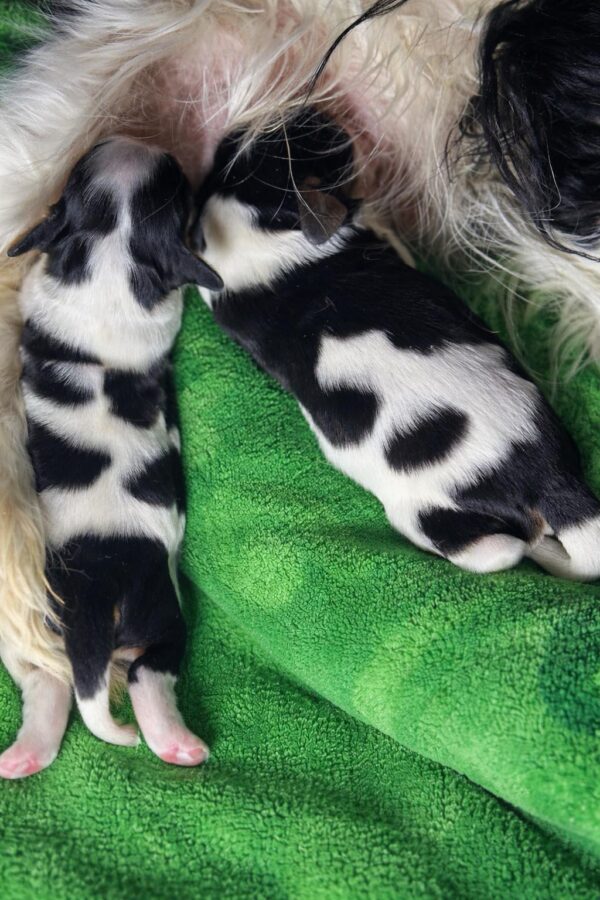 Zain and Zeyn Cavalier King Charles Spaniel Zain and Zeyn Cavalier King Charles Spaniel