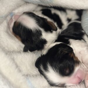 Zain and Zeyn Cavalier King Charles Spaniel Zain and Zeyn Cavalier King Charles Spaniel