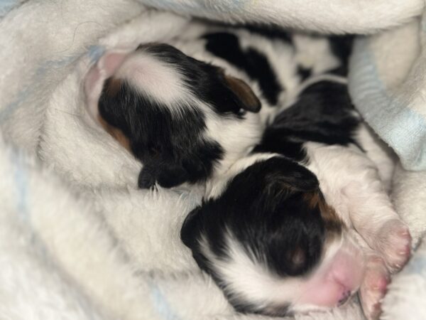 Zain and Zeyn Cavalier King Charles Spaniel Zain and Zeyn Cavalier King Charles Spaniel