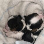 Zain-Zeyn-male-Cavalier-King-Charles-Spaniel-puppy-for-sale-1 (4)