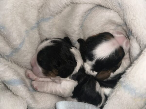 Zain and Zeyn Cavalier King Charles Spaniel Zain and Zeyn Cavalier King Charles Spaniel