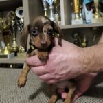 Zakster-male-miniature-dachshund-puppy-for-sale-1 (1)