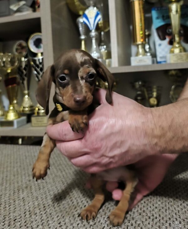 Zakster Miniature Dachshund Zakster Miniature Dachshund