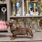 Zakster-male-miniature-dachshund-puppy-for-sale-1 (2)