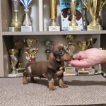 Zakster-male-miniature-dachshund-puppy-for-sale-1 (3)