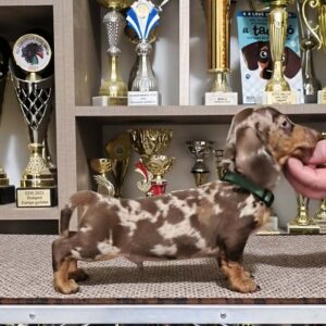 Zaniel Miniature Dachshund Zaniel Miniature Dachshund