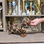 Zaniel-male-miniature-dachshund-puppy-for-sale-1 (2)