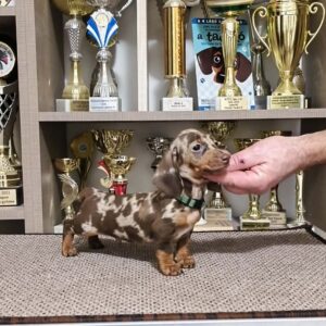 Zaniel Miniature Dachshund Zaniel Miniature Dachshund