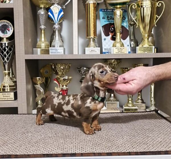 Zaniel Miniature Dachshund Zaniel Miniature Dachshund