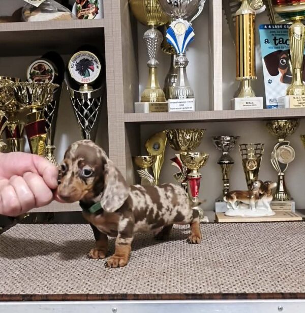 Zaniel Miniature Dachshund Zaniel Miniature Dachshund