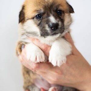 Zara Welsh Corgi Zara Welsh Corgi