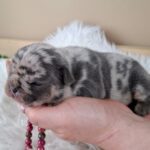 Zazi-female-french-bulldog-puppy-for-sale-1 (1)