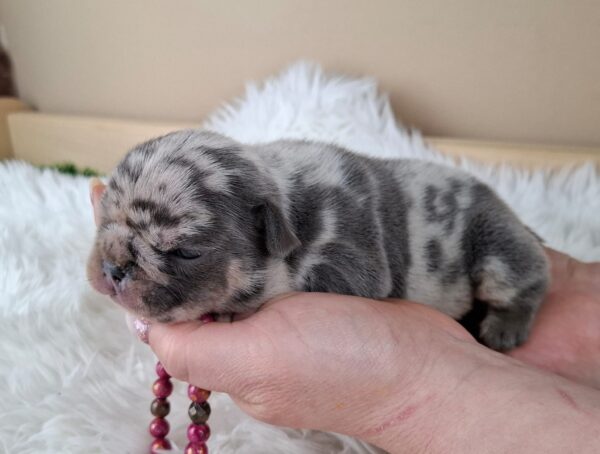 Zazi French Bulldog Zazi French Bulldog