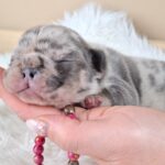 Zazi-female-french-bulldog-puppy-for-sale-1 (2)