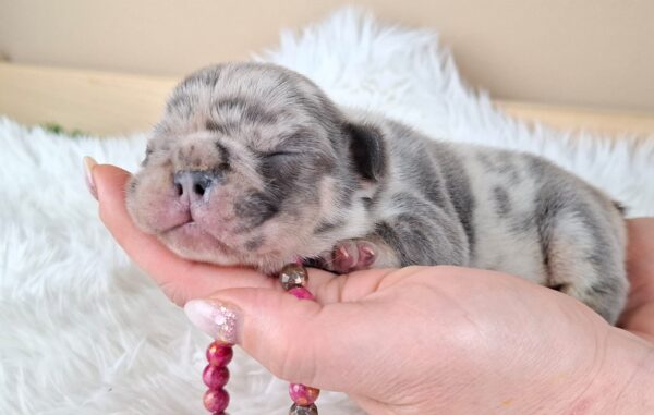 Zazi French Bulldog Zazi French Bulldog