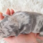 Zazi-female-french-bulldog-puppy-for-sale-1 (4)