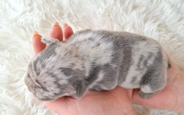 Zazi French Bulldog Zazi French Bulldog