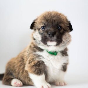 Zelda Welsh Corgi Zelda Welsh Corgi