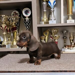 Zenden Miniature Dachshund Zenden Miniature Dachshund