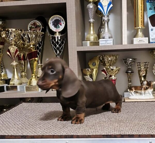 Zenden Miniature Dachshund Zenden Miniature Dachshund