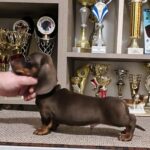 Zenden-male-miniature-dachshund-puppy-for-sale-1 (2)