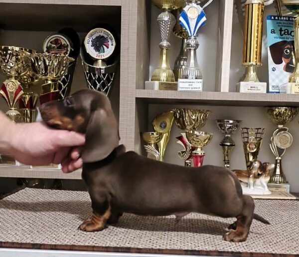 Zenden Miniature Dachshund Zenden Miniature Dachshund