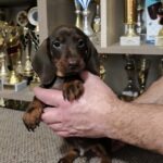 Zenden-male-miniature-dachshund-puppy-for-sale-1 (3)