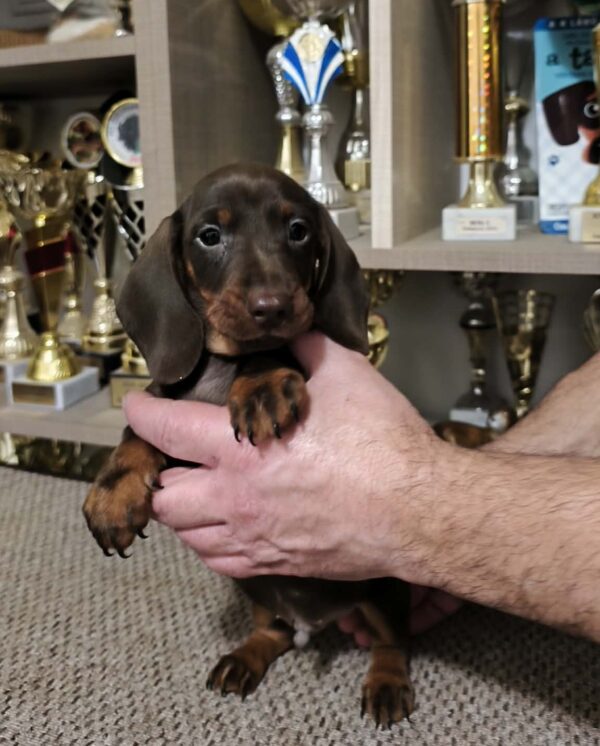 Zenden Miniature Dachshund Zenden Miniature Dachshund